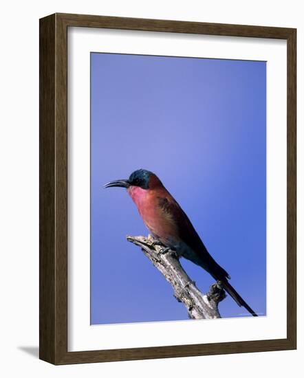 Carmine Bee-Eater, Merops Nubicus, Chobe National Park, Botswana, Africa-Thorsten Milse-Framed Photographic Print