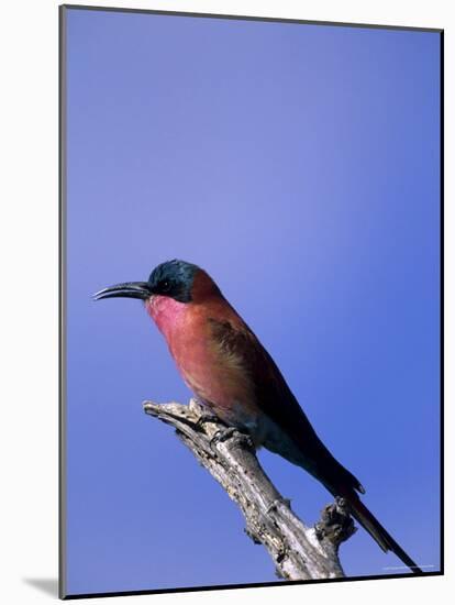 Carmine Bee-Eater, Merops Nubicus, Chobe National Park, Botswana, Africa-Thorsten Milse-Mounted Photographic Print