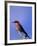 Carmine Bee-Eater, Merops Nubicus, Chobe National Park, Botswana, Africa-Thorsten Milse-Framed Photographic Print