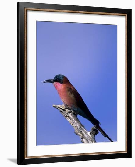 Carmine Bee-Eater, Merops Nubicus, Chobe National Park, Botswana, Africa-Thorsten Milse-Framed Photographic Print