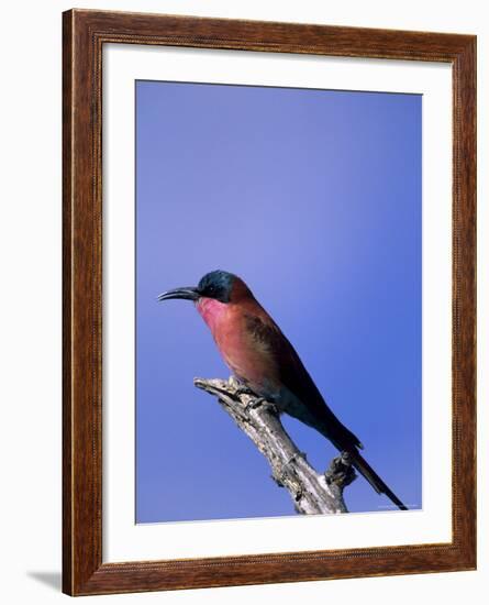 Carmine Bee-Eater, Merops Nubicus, Chobe National Park, Botswana, Africa-Thorsten Milse-Framed Photographic Print