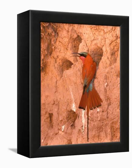 Carmine Bee-Eater, Okavango Delta, Botswana-Pete Oxford-Framed Premier Image Canvas