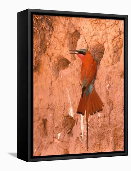 Carmine Bee-Eater, Okavango Delta, Botswana-Pete Oxford-Framed Premier Image Canvas