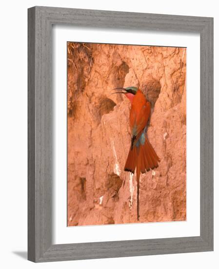 Carmine Bee-Eater, Okavango Delta, Botswana-Pete Oxford-Framed Photographic Print