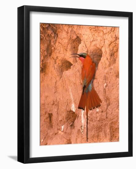 Carmine Bee-Eater, Okavango Delta, Botswana-Pete Oxford-Framed Photographic Print