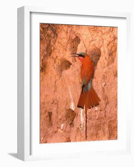 Carmine Bee-Eater, Okavango Delta, Botswana-Pete Oxford-Framed Photographic Print