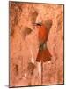 Carmine Bee-Eater, Okavango Delta, Botswana-Pete Oxford-Mounted Photographic Print