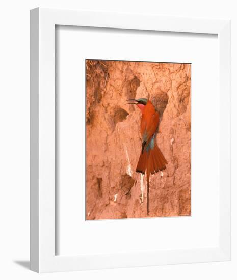 Carmine Bee-Eater, Okavango Delta, Botswana-Pete Oxford-Framed Photographic Print