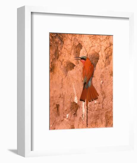 Carmine Bee-Eater, Okavango Delta, Botswana-Pete Oxford-Framed Photographic Print