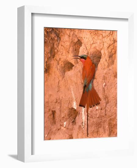 Carmine Bee-Eater, Okavango Delta, Botswana-Pete Oxford-Framed Photographic Print