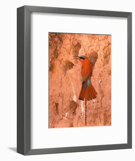 Carmine Bee-Eater, Okavango Delta, Botswana-Pete Oxford-Framed Photographic Print