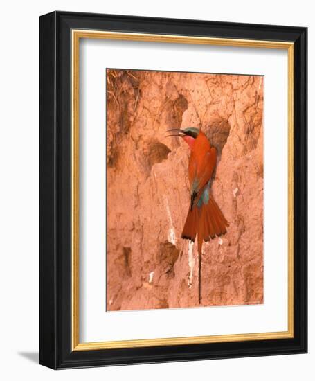 Carmine Bee-Eater, Okavango Delta, Botswana-Pete Oxford-Framed Photographic Print