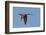 Carmine Bee Eater-Scott Bennion-Framed Photo