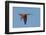 Carmine Bee Eater-Scott Bennion-Framed Photo