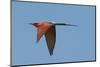 Carmine Bee Eater-Scott Bennion-Mounted Photo