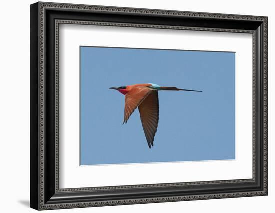 Carmine Bee Eater-Scott Bennion-Framed Photo