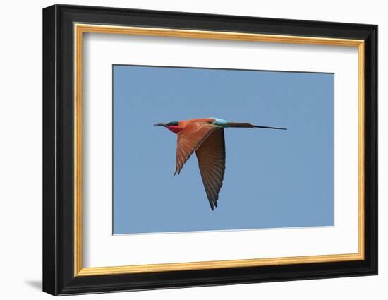 Carmine Bee Eater-Scott Bennion-Framed Photo