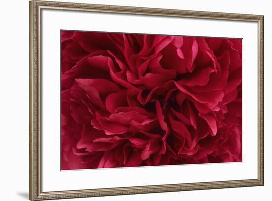 Carmine Red Peony Flower-Cora Niele-Framed Giclee Print