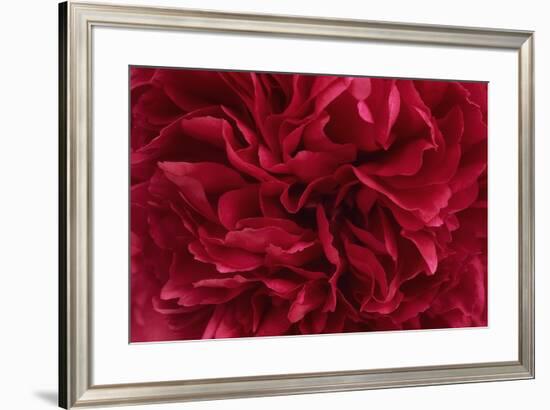 Carmine Red Peony Flower-Cora Niele-Framed Giclee Print