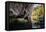 Carnarvon Gorge National Park, Queensland, Australia-Mark A Johnson-Framed Premier Image Canvas