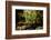 Carnarvon Gorge National Park, Queensland, Australia-Mark A Johnson-Framed Photographic Print