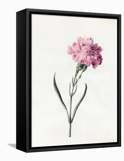 Carnation, 1826-Louise D'Orleans-Framed Premier Image Canvas