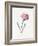 Carnation, 1826-Louise D'Orleans-Framed Giclee Print