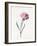 Carnation, 1826-Louise D'Orleans-Framed Giclee Print