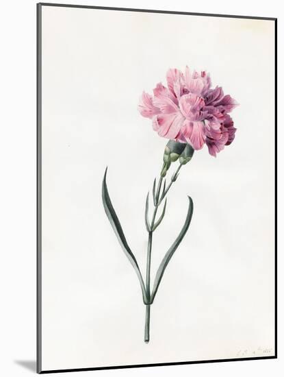 Carnation, 1826-Louise D'Orleans-Mounted Giclee Print