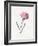 Carnation, 1826-Louise D'Orleans-Framed Giclee Print