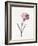 Carnation, 1826-Louise D'Orleans-Framed Giclee Print