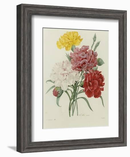 Carnation, circa 1833-Pierre-Joseph Redouté-Framed Giclee Print