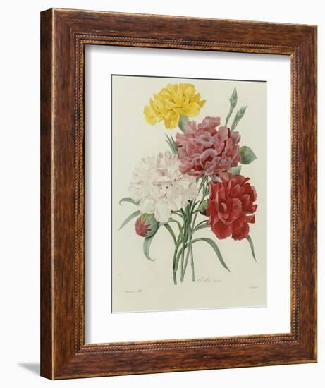 Carnation, circa 1833-Pierre-Joseph Redouté-Framed Giclee Print