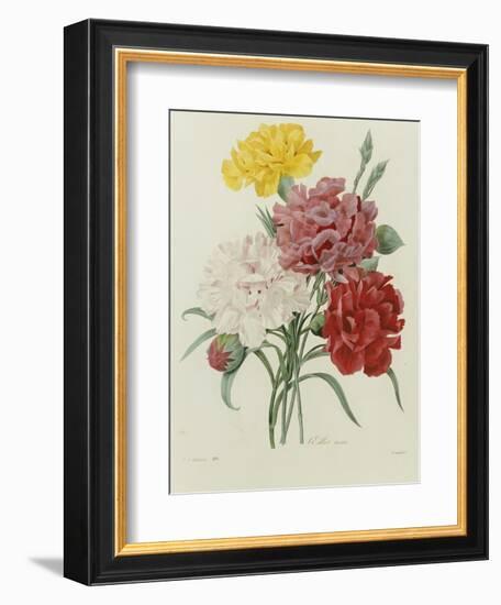 Carnation, circa 1833-Pierre-Joseph Redouté-Framed Giclee Print