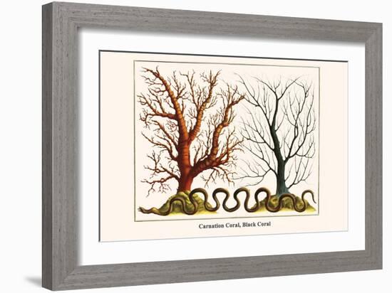 Carnation Coral, Black Coral-Albertus Seba-Framed Art Print