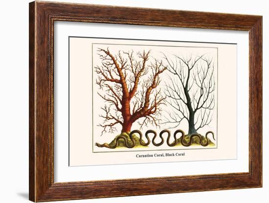 Carnation Coral, Black Coral-Albertus Seba-Framed Art Print