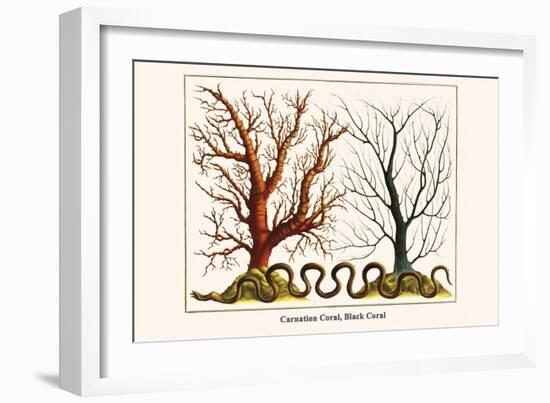 Carnation Coral, Black Coral-Albertus Seba-Framed Art Print