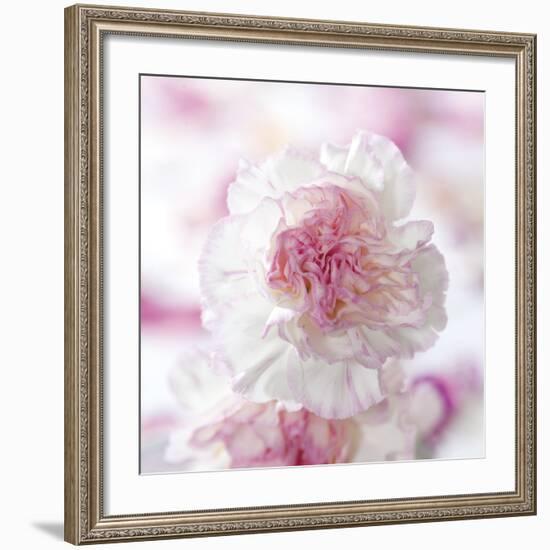 Carnation Creation III-Joseph Eta-Framed Art Print