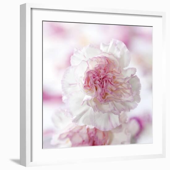 Carnation Creation III-Joseph Eta-Framed Art Print