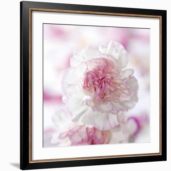 Carnation Creation III-Joseph Eta-Framed Art Print