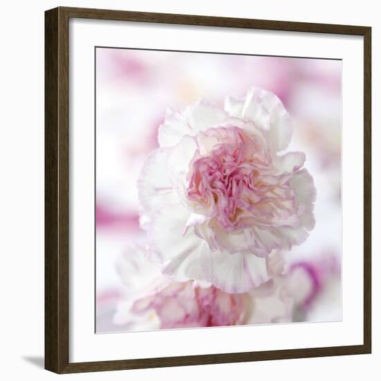 Carnation Creation III-Joseph Eta-Framed Art Print