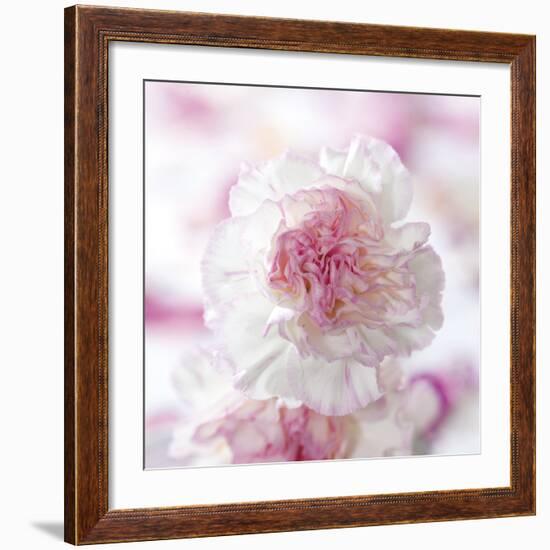 Carnation Creation III-Joseph Eta-Framed Art Print