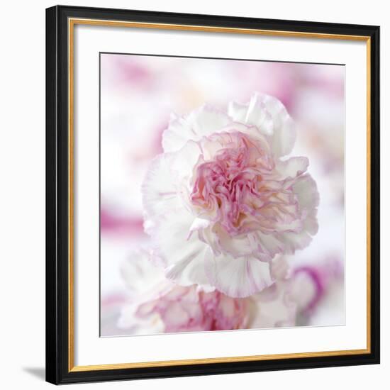 Carnation Creation III-Joseph Eta-Framed Art Print