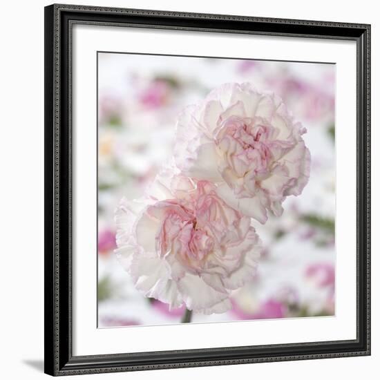 Carnation Creation IV-Joseph Eta-Framed Art Print