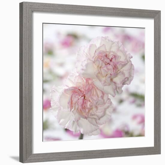 Carnation Creation IV-Joseph Eta-Framed Art Print