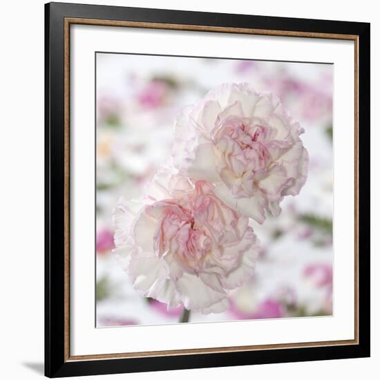 Carnation Creation IV-Joseph Eta-Framed Art Print