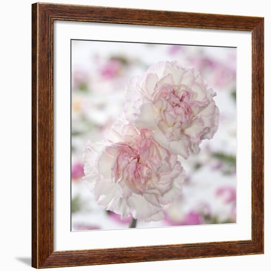 Carnation Creation IV-Joseph Eta-Framed Art Print