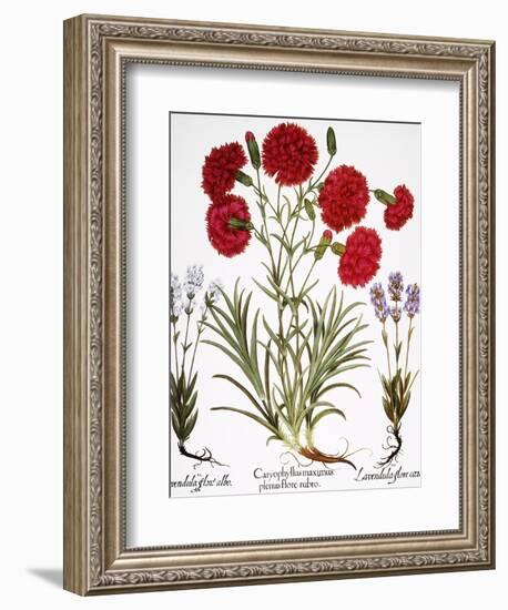 Carnation & Lavender, 1613-Besler Basilius-Framed Giclee Print