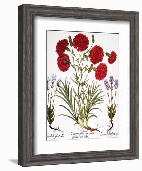 Carnation & Lavender, 1613-Besler Basilius-Framed Giclee Print