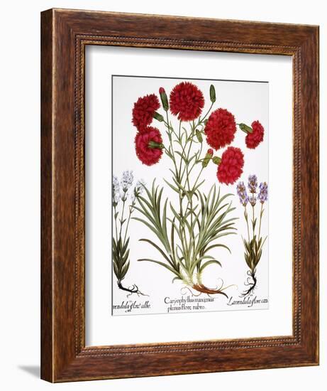 Carnation & Lavender, 1613-Besler Basilius-Framed Giclee Print